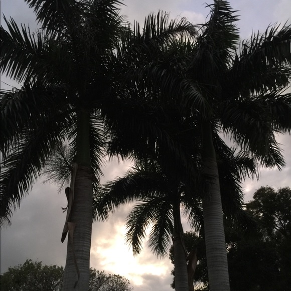 Now 20% OFF BIG BLACK Leather DOONEY w/POCKETS Galore! HP-Thanks 4 Likes.4July23 - Picture 8 of 8